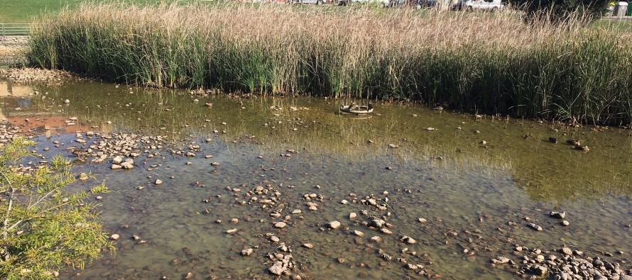 El Partido Popular exige la limpieza del Estanque de los Patos de Vereda de los Estudiantes